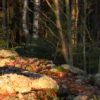 pienisuo2_tb (4K)