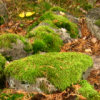 vravattula2_tb (6K)