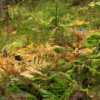 vravattula5_tb (6K)