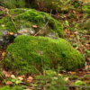 vravattula6_tb (6K)